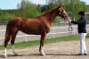 Dubbeldiplom p 3rs testet 2009