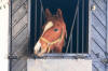 Sweety besker Loviseholm