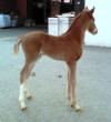 Sweety en vecka gammal