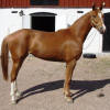 Sweety vren 2009 hos Sofia!