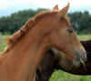 Sweety aug 07